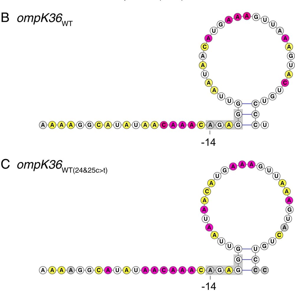 Klebsiella pneumoniae RNA structure figure